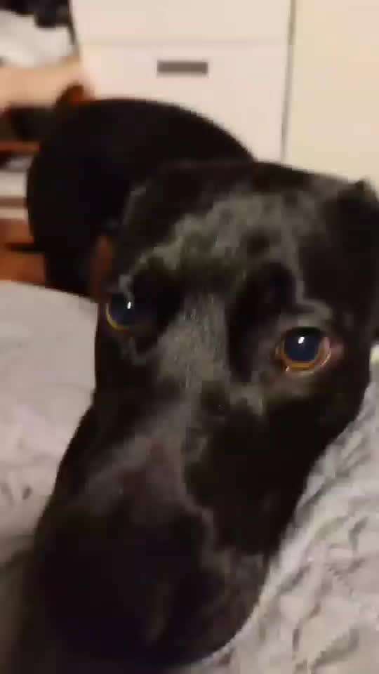 Zeigt hier Euer liebstes Video Eurer Hunde-Beitrag-Bild