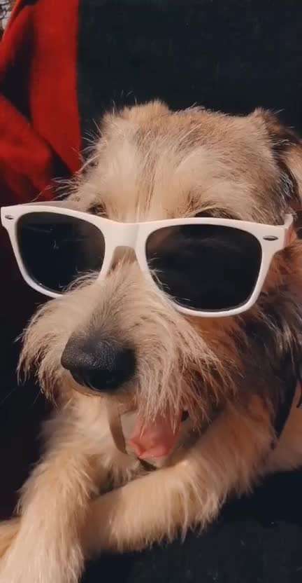 Mischlingshunde Foto Aufruf-Beitrag-Bild