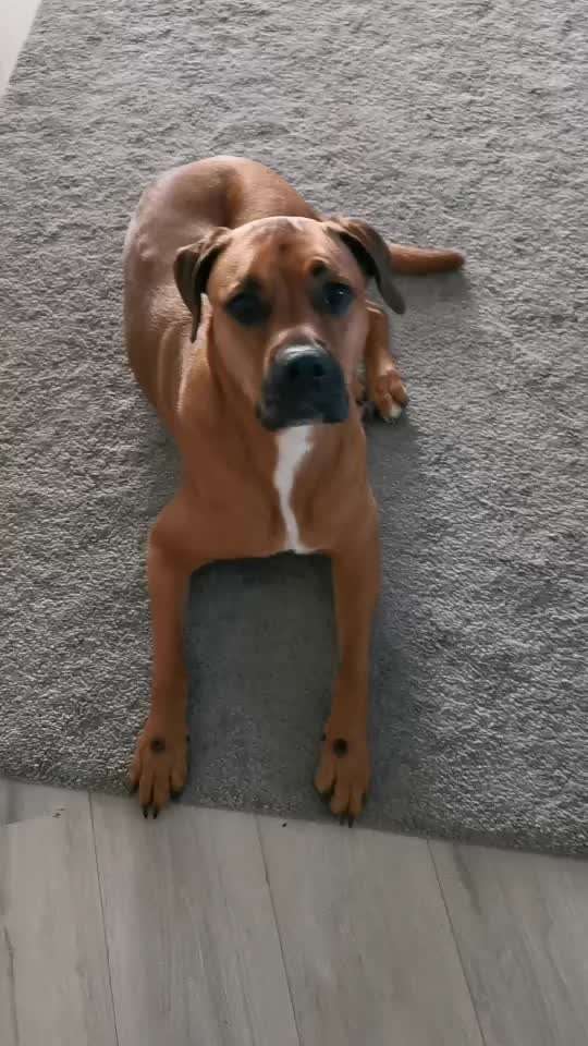 Impulskontrolle-Challenge Nr. 2: Vorbei laufen-Beitrag-Bild