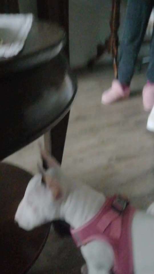 Miniatur Bull Terrier-Beitrag-Bild