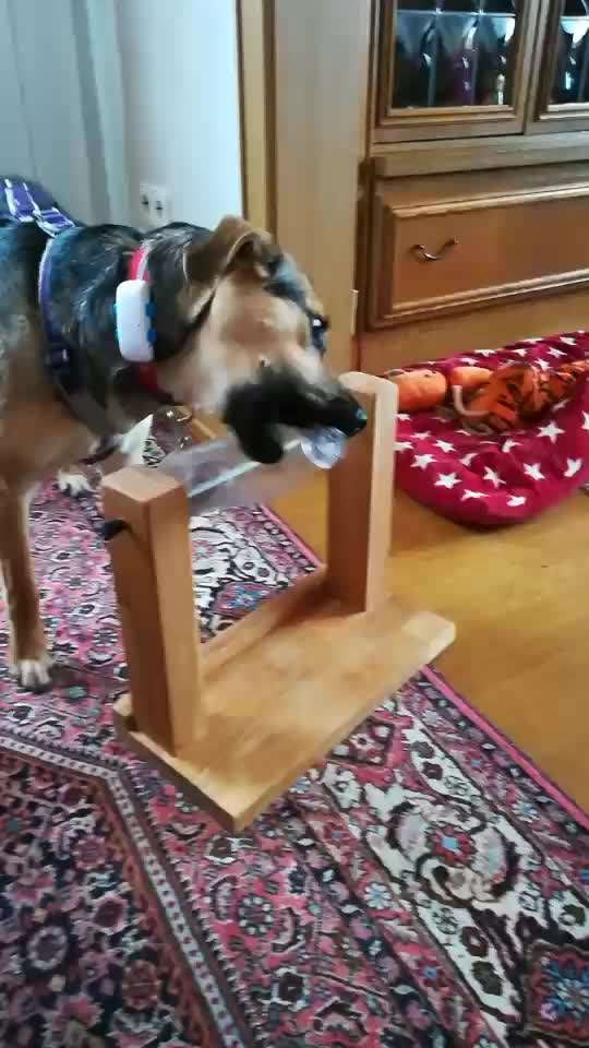 DIY Spiele & Training für Zuhause-Beitrag-Bild