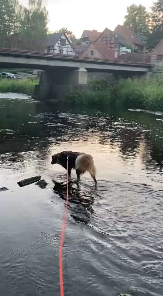 🌊🐶 Hund überall baden lassen – wie sicher ist das wirklich?-Beitrag-Bild