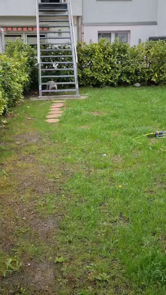 Miniatur Bull Terrier-Beitrag-Bild