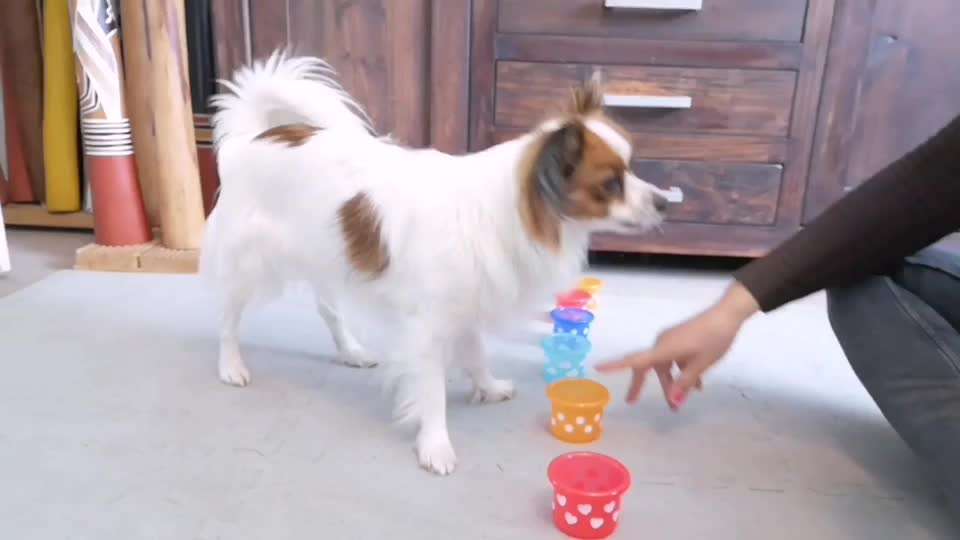 43.Gemeinsames Tricktraining: Becher stapeln-Beitrag-Bild