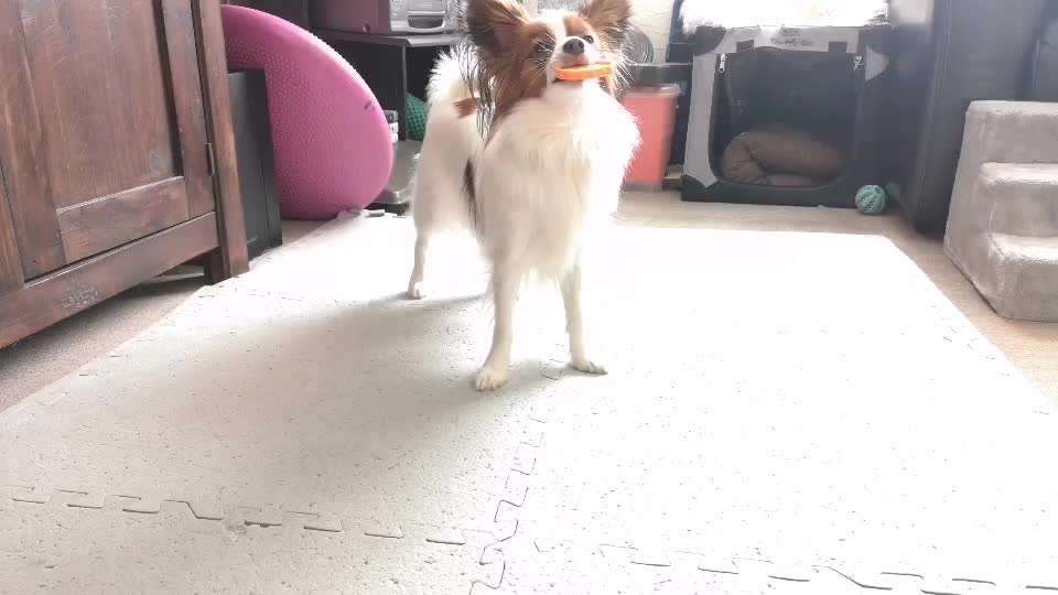 41.Gemeinsames Tricktraining Humpel/ auf drei beine laufen-Beitrag-Bild