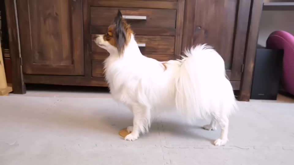 Trick Spiel - ich packe meinen 8. Koffer-Beitrag-Bild