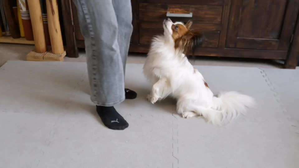 Trick Spiel - Koffer packen -der 22.-Beitrag-Bild