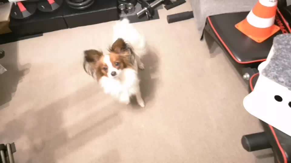 Koffer Packen: Spezial Weihnachtsedition-Beitrag-Bild