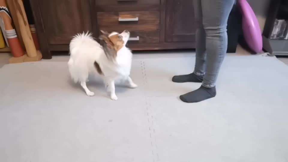 Trick Spiel - ich packe meinen 8. Koffer-Beitrag-Bild