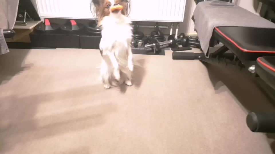 Koffer Packen: Spezial Weihnachtsedition-Beitrag-Bild