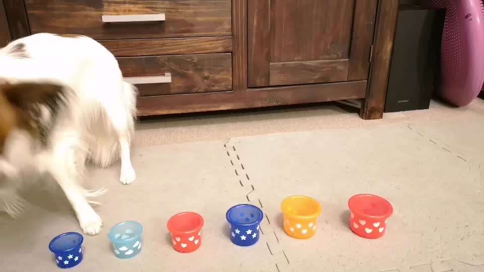 43.Gemeinsames Tricktraining: Becher stapeln-Beitrag-Bild