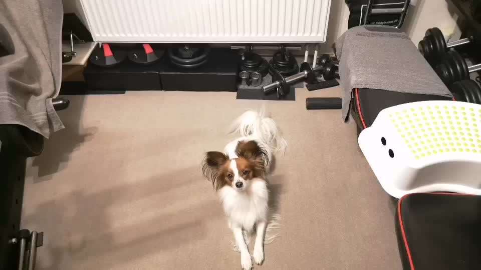 Koffer Packen: Spezial Weihnachtsedition-Beitrag-Bild