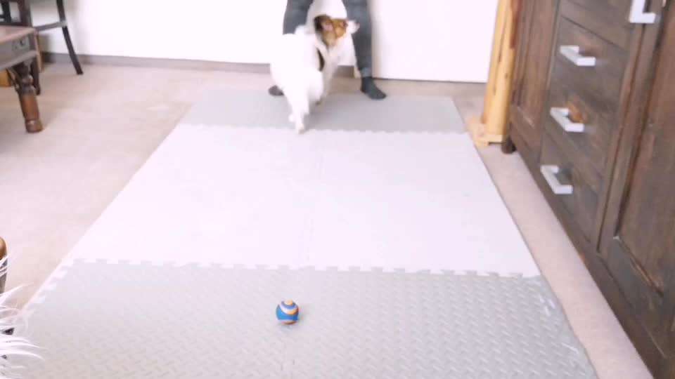 33 .Impulskontroll Übung " Abruf vom Reiz "-Beitrag-Bild