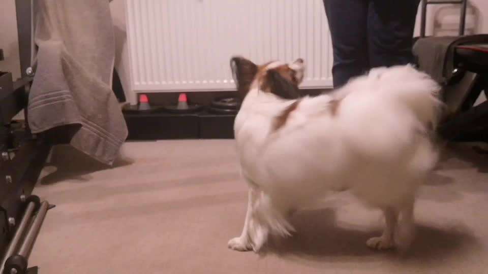 Trick Spiel - Koffer packen -der 22.-Beitrag-Bild