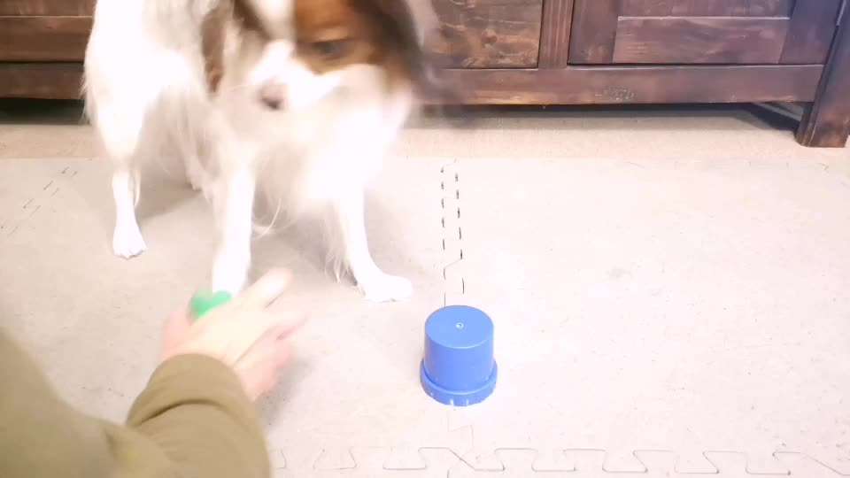 43.Gemeinsames Tricktraining: Becher stapeln-Beitrag-Bild