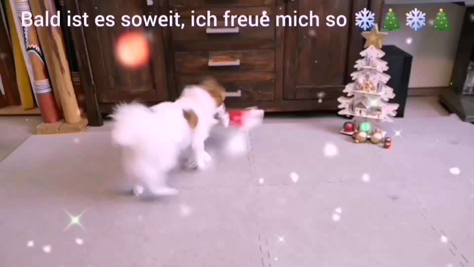 Action-Fun Hund- Aventskalender-Beitrag-Bild