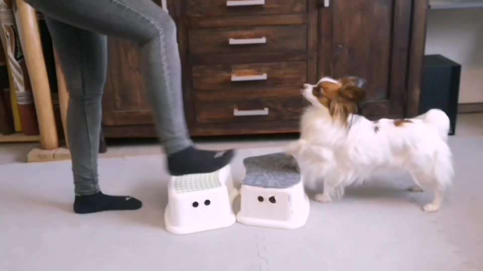 49.Gemeinsames Tricktraining  ,,step dance ,,-Beitrag-Bild