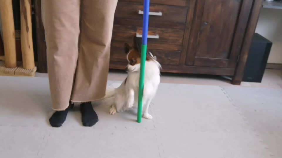 52. Gemeinsames Tricktraining: Umarmen-Beitrag-Bild