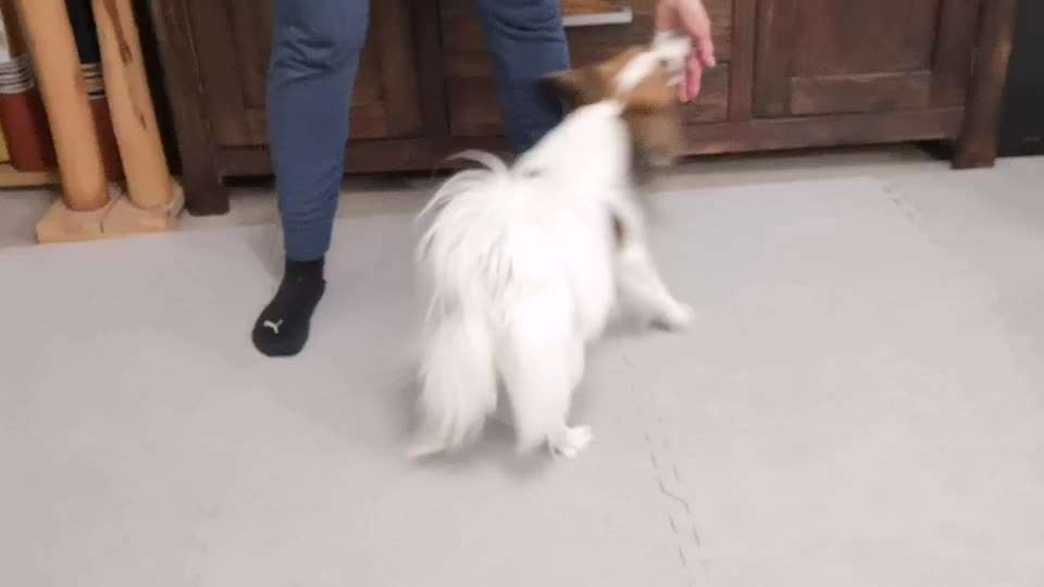 Trick Spiel - Koffer packen -der 22.-Beitrag-Bild