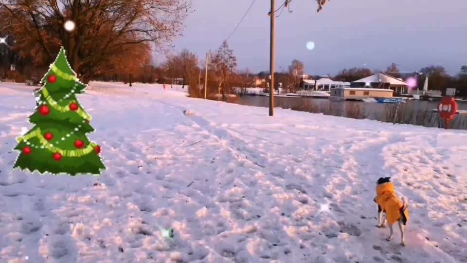 Action-Fun Hund- Aventskalender-Beitrag-Bild