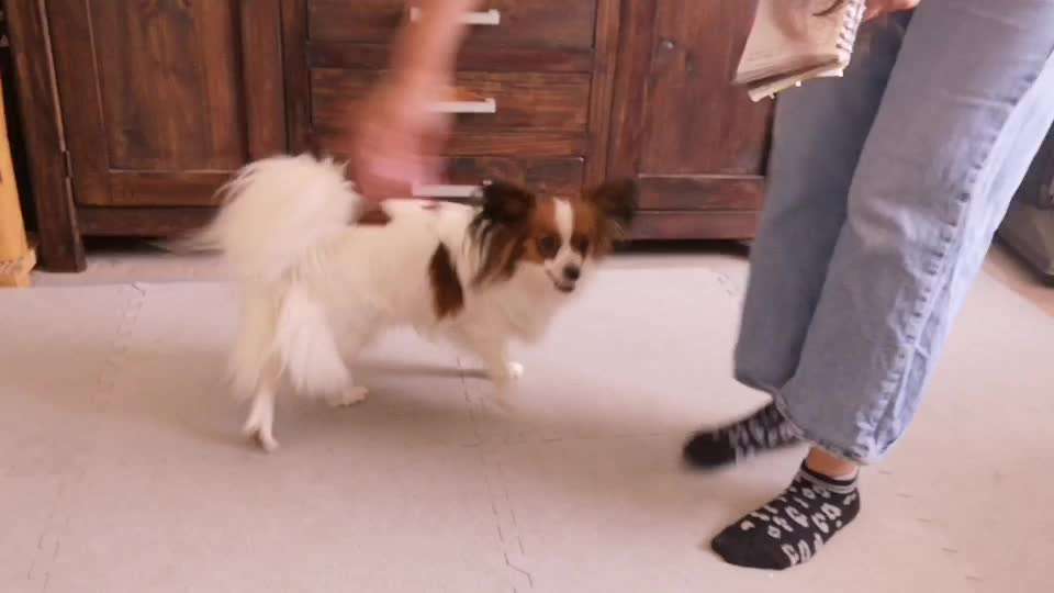 Trick Spiel - Koffer packen -der 22.-Beitrag-Bild