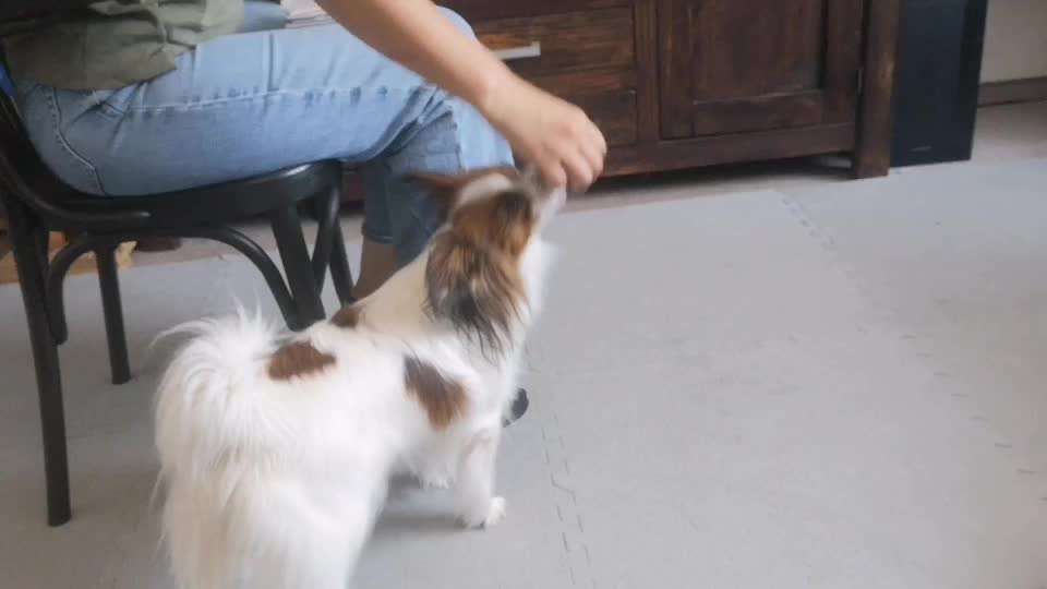 Trick Spiel - Koffer packen -der 22.-Beitrag-Bild