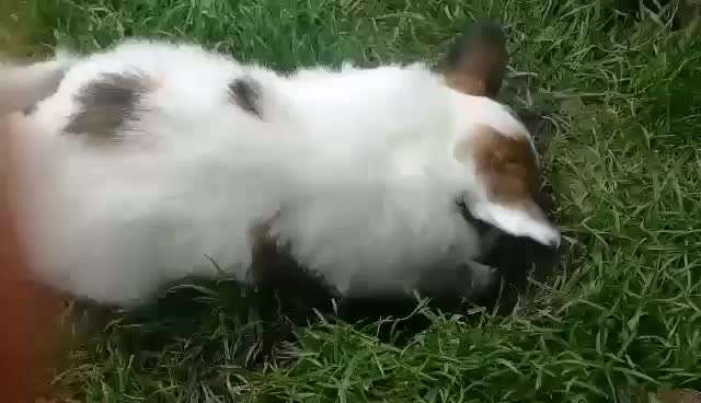 72. Gemeinsames Tricktraining: Buddeln-Beitrag-Bild