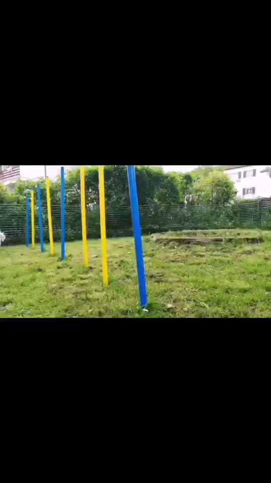 Hundesport?-Beitrag-Bild