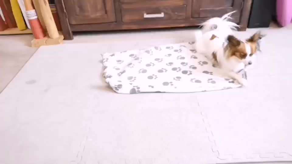 Trick Adventskalender-Beitrag-Bild