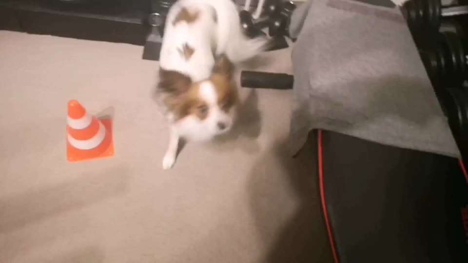 Koffer Packen: Spezial Weihnachtsedition-Beitrag-Bild