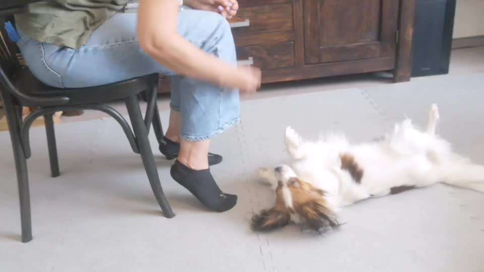 Trick Spiel - Koffer packen -der 22.-Beitrag-Bild