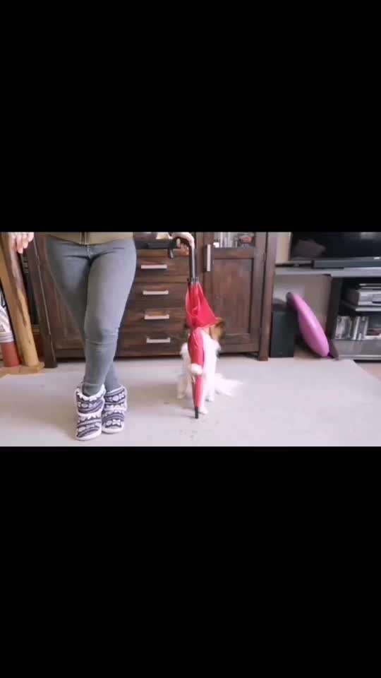 52. Gemeinsames Tricktraining: Umarmen-Beitrag-Bild