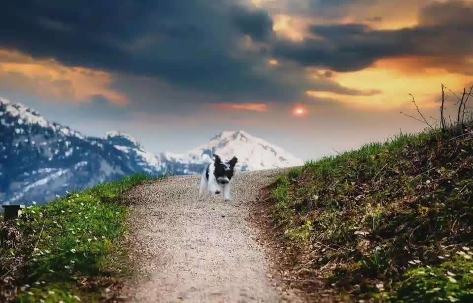 Photomontagen mit Hund-Beitrag-Bild