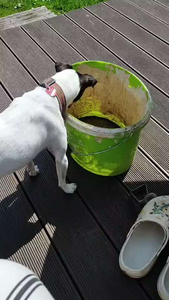 Tierschutzhunde suchen ein Zuhause-Beitrag-Bild
