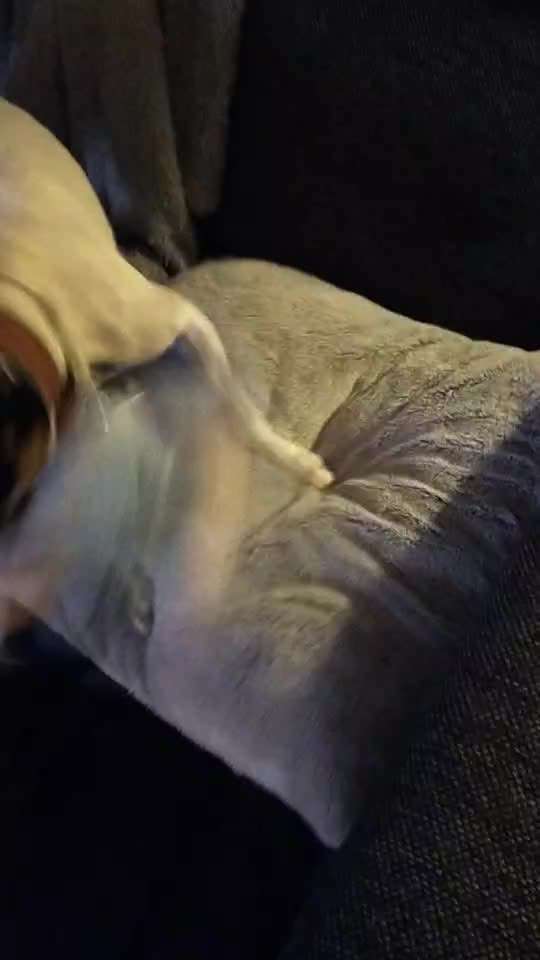 Tierschutzhunde suchen ein Zuhause-Beitrag-Bild