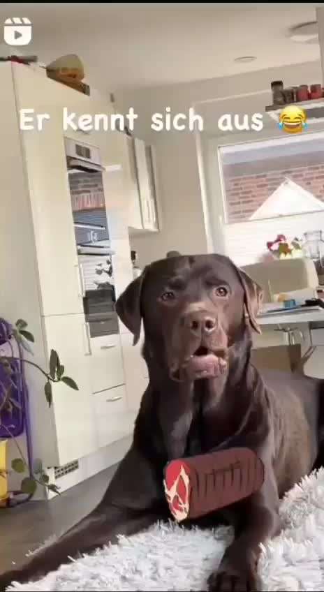 Hunde Memes-Beitrag-Bild