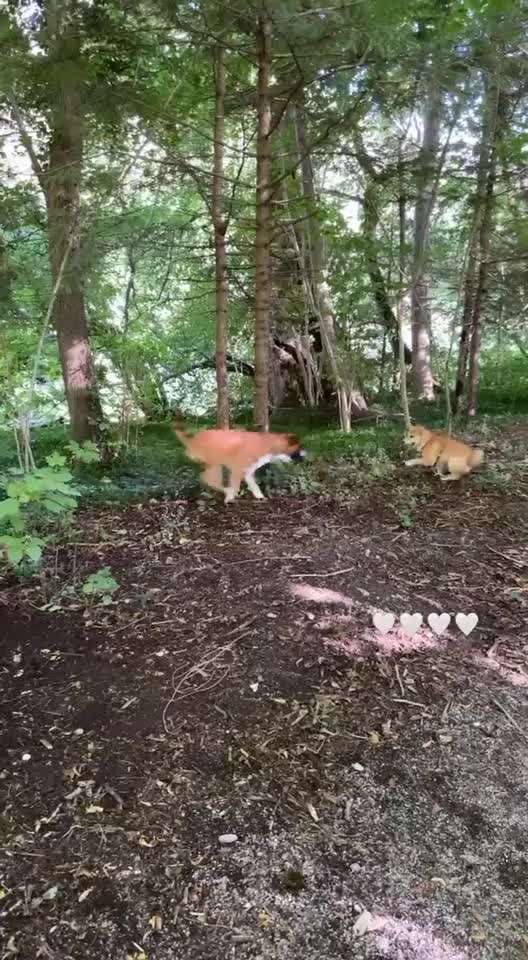 Die Dogorama Wochen Challenge-Beitrag-Bild