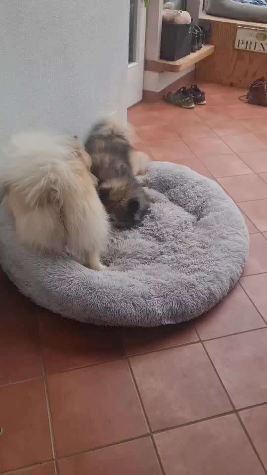 Eurasier hier?-Beitrag-Bild