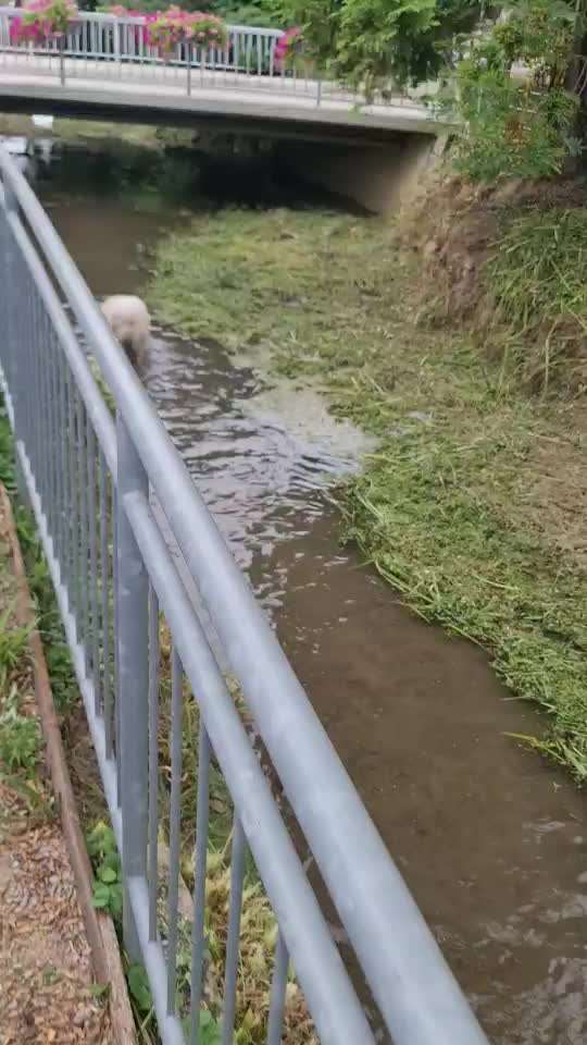 Eurasier hier?-Beitrag-Bild