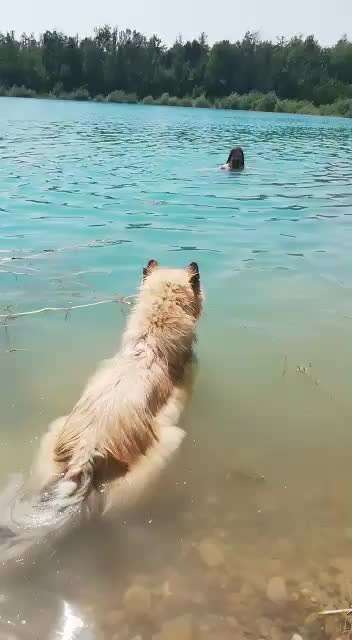 Eurasier hier?-Beitrag-Bild