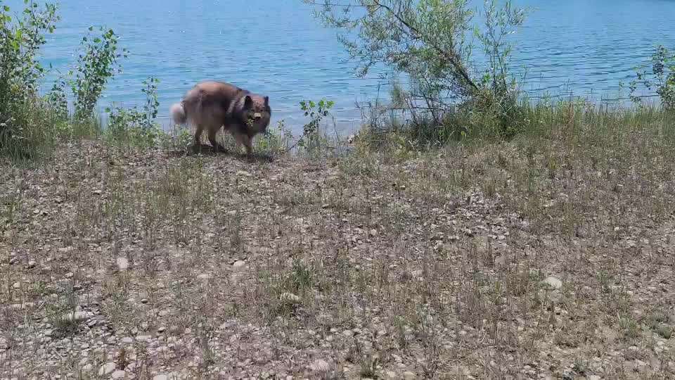 Eurasier hier?-Beitrag-Bild