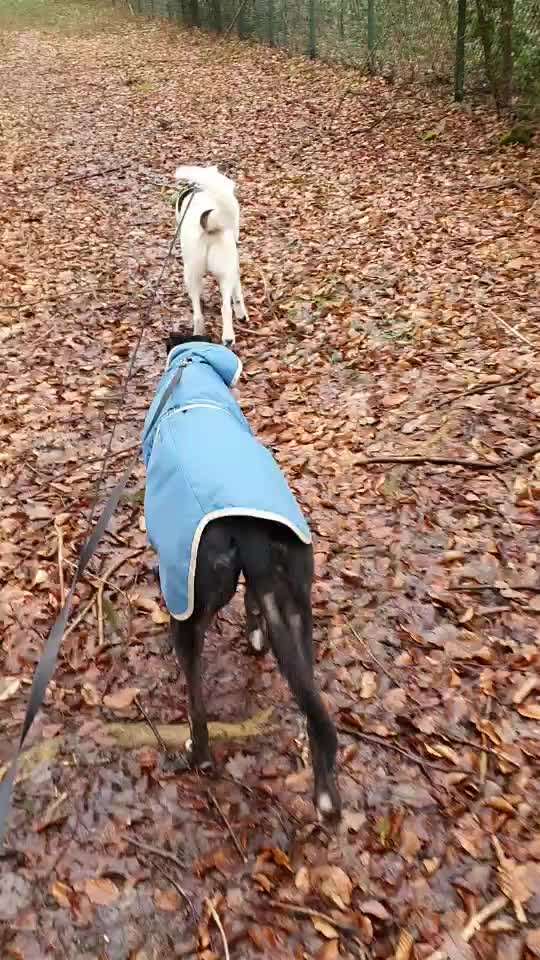 Windhunde - Treffen der besonderen Schönheiten
HERZLICH WILLKOMMEN-Beitrag-Bild