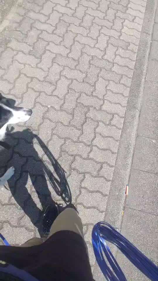 1,5 jährige Hündin zieht total an der Leine, wenn mehr als 2 Personen mit ihr laufen.-Beitrag-Bild