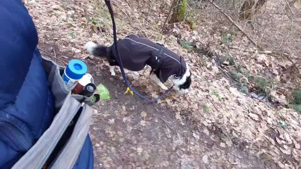 Oppositionsreflex-Beitrag-Bild