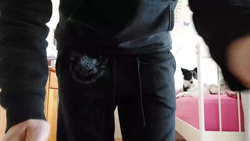 Was machen eure Hunde beim Allein sein?-Beitrag-Bild