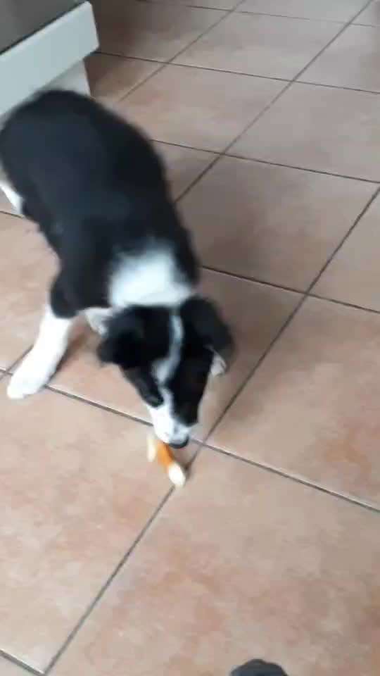 Wie seid ihr zu eurem Welpen gekommen?-Beitrag-Bild