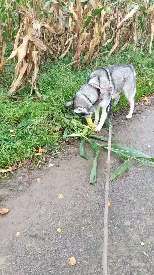 Husky-Beitrag-Bild