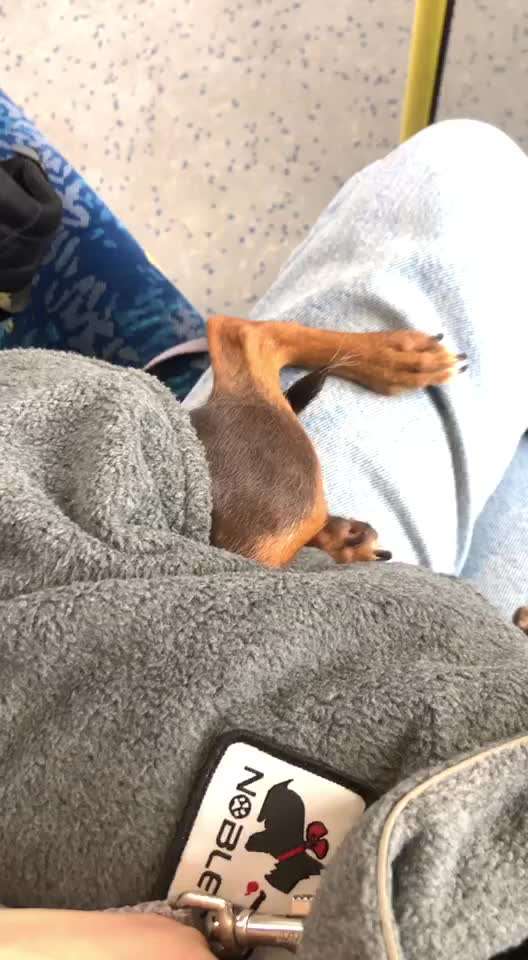 Bedeutung "Zittern" bei sehr kl. Hunderassen (Chihuahua/PragerRattler/Zwergpinscher/Ital.Windspiel)?-Beitrag-Bild