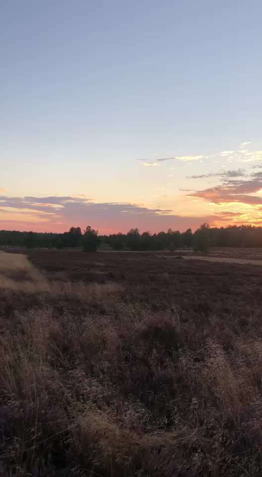 Die wunderschöne Welt mit Hund.-Beitrag-Bild