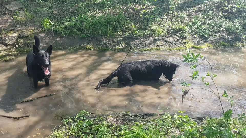 Dogorama-Monats-Challenge-Mai "Wasser"-Beitrag-Bild